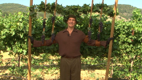 The Living Grapevine Presentation